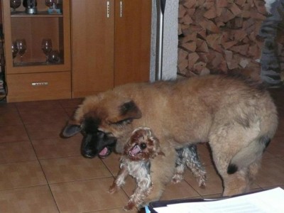 Haily a jonáš v akci