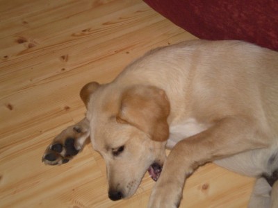 Maxík 006a.jpg