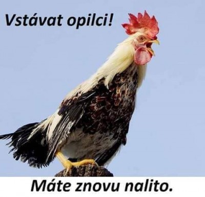 silvestr.jpg