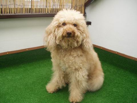 Zmenená veľkosť P1010019.JPG